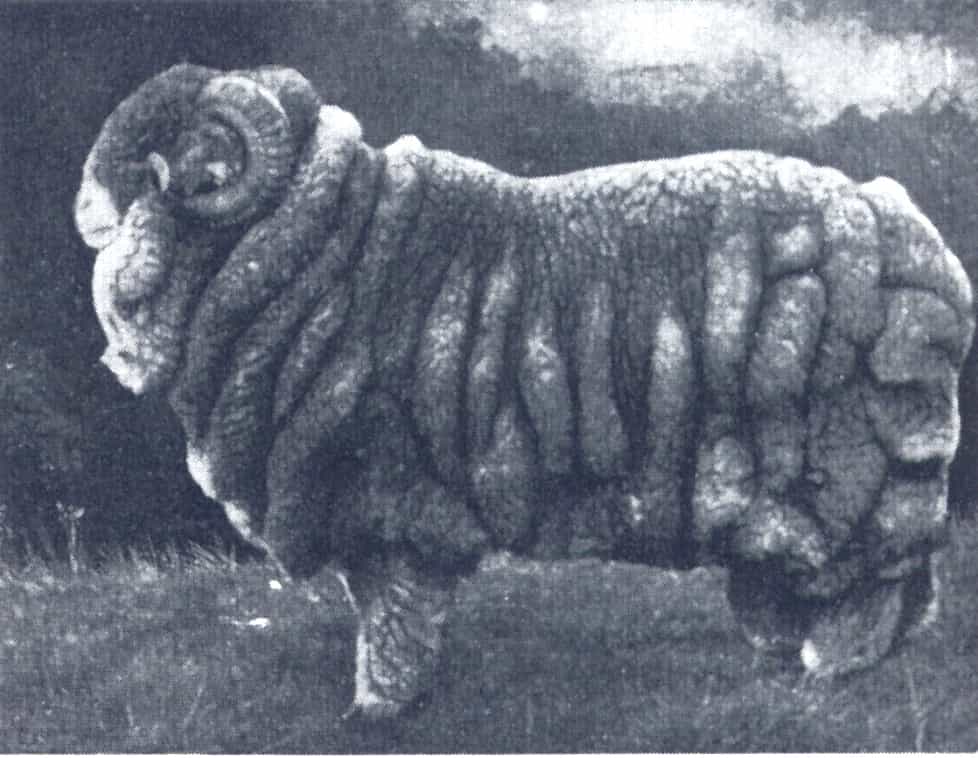 На фотографии – чемпион мериноc на выставке овец в Сиднее, 1905 год
